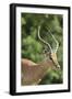 African Impala 09-Bob Langrish-Framed Photographic Print