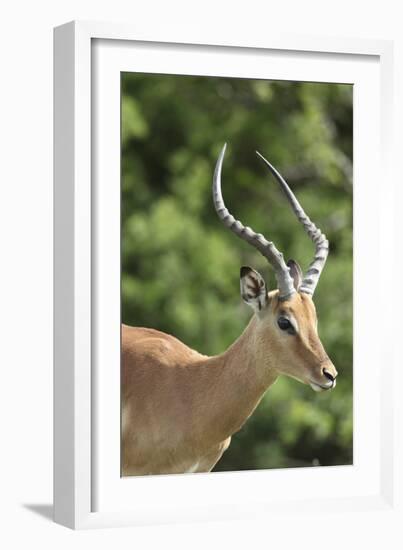 African Impala 09-Bob Langrish-Framed Photographic Print