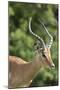 African Impala 09-Bob Langrish-Mounted Photographic Print