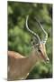 African Impala 09-Bob Langrish-Mounted Photographic Print