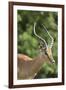 African Impala 09-Bob Langrish-Framed Photographic Print
