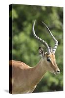 African Impala 09-Bob Langrish-Stretched Canvas