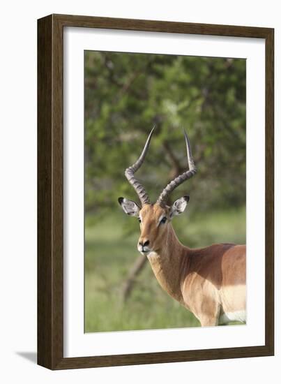 African Impala 12-Bob Langrish-Framed Photographic Print