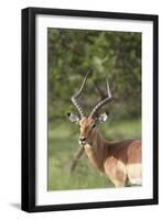 African Impala 12-Bob Langrish-Framed Photographic Print