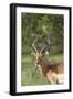 African Impala 12-Bob Langrish-Framed Photographic Print