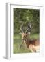 African Impala 12-Bob Langrish-Framed Photographic Print