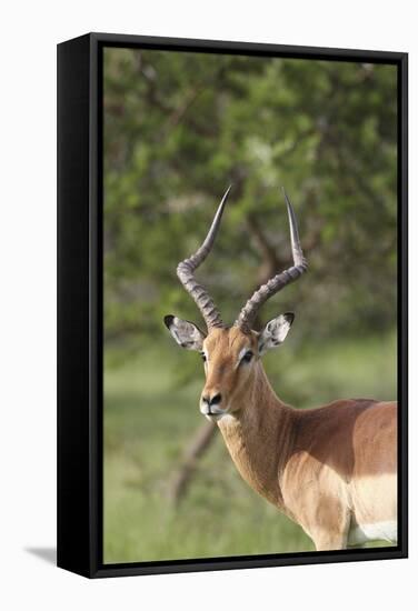 African Impala 12-Bob Langrish-Framed Stretched Canvas