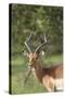 African Impala 12-Bob Langrish-Stretched Canvas