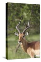 African Impala 12-Bob Langrish-Stretched Canvas