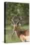 African Impala 12-Bob Langrish-Stretched Canvas