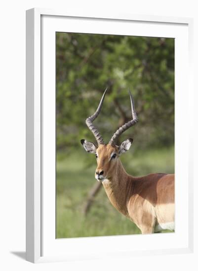 African Impala 12-Bob Langrish-Framed Photographic Print