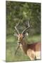 African Impala 12-Bob Langrish-Mounted Photographic Print