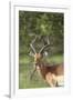 African Impala 12-Bob Langrish-Framed Photographic Print