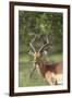 African Impala 12-Bob Langrish-Framed Photographic Print