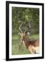 African Impala 12-Bob Langrish-Framed Photographic Print