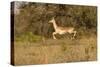 African Impala in Motion-Michele Westmorland-Stretched Canvas