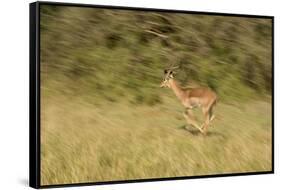 African Impala in Motion-Michele Westmorland-Framed Stretched Canvas