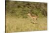 African Impala in Motion-Michele Westmorland-Stretched Canvas