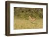 African Impala in Motion-Michele Westmorland-Framed Photographic Print
