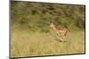 African Impala in Motion-Michele Westmorland-Mounted Photographic Print