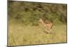 African Impala in Motion-Michele Westmorland-Mounted Photographic Print