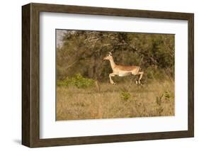 African Impala in Motion-Michele Westmorland-Framed Photographic Print