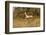 African Impala in Motion-Michele Westmorland-Framed Photographic Print