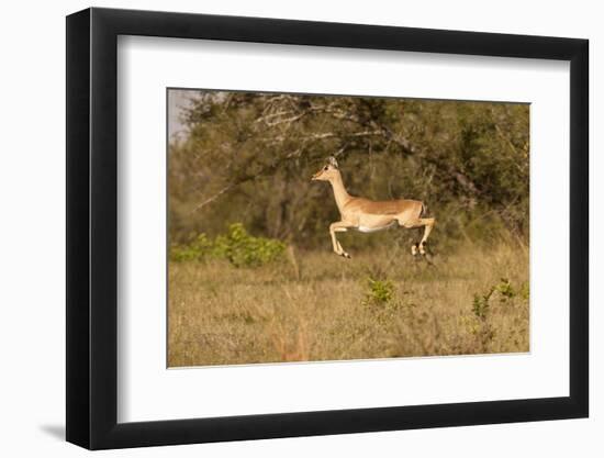 African Impala in Motion-Michele Westmorland-Framed Photographic Print