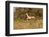 African Impala in Motion-Michele Westmorland-Framed Photographic Print