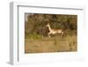 African Impala in Motion-Michele Westmorland-Framed Photographic Print