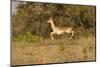 African Impala in Motion-Michele Westmorland-Mounted Photographic Print