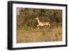 African Impala in Motion-Michele Westmorland-Framed Photographic Print