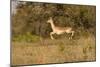 African Impala in Motion-Michele Westmorland-Mounted Photographic Print