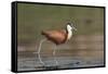 African jacana (Actophilornis africanus), Chobe River, Botswana-Ann and Steve Toon-Framed Stretched Canvas