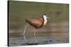 African jacana (Actophilornis africanus), Chobe River, Botswana-Ann and Steve Toon-Stretched Canvas