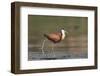 African jacana (Actophilornis africanus), Chobe River, Botswana-Ann and Steve Toon-Framed Photographic Print