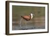 African jacana (Actophilornis africanus), Chobe River, Botswana-Ann and Steve Toon-Framed Photographic Print