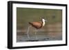 African jacana (Actophilornis africanus), Chobe River, Botswana-Ann and Steve Toon-Framed Photographic Print