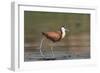 African jacana (Actophilornis africanus), Chobe River, Botswana-Ann and Steve Toon-Framed Photographic Print