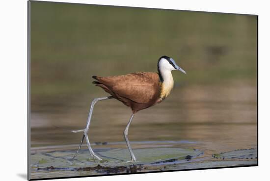 African jacana (Actophilornis africanus), Chobe River, Botswana-Ann and Steve Toon-Mounted Photographic Print