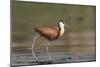 African jacana (Actophilornis africanus), Chobe River, Botswana-Ann and Steve Toon-Mounted Photographic Print