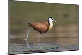 African jacana (Actophilornis africanus), Chobe River, Botswana-Ann and Steve Toon-Mounted Photographic Print
