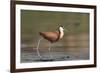 African jacana (Actophilornis africanus), Chobe River, Botswana-Ann and Steve Toon-Framed Photographic Print