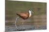 African jacana (Actophilornis africanus), Chobe River, Botswana-Ann and Steve Toon-Mounted Photographic Print