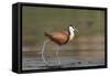 African jacana (Actophilornis africanus), Chobe River, Botswana-Ann and Steve Toon-Framed Stretched Canvas