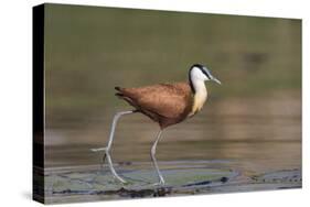 African jacana (Actophilornis africanus), Chobe River, Botswana-Ann and Steve Toon-Stretched Canvas