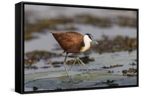 African jacana (Actophilornis africanus), Chobe River, Botswana-Ann and Steve Toon-Framed Stretched Canvas