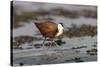 African jacana (Actophilornis africanus), Chobe River, Botswana-Ann and Steve Toon-Stretched Canvas