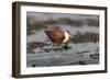 African jacana (Actophilornis africanus), Chobe River, Botswana-Ann and Steve Toon-Framed Photographic Print