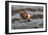 African jacana (Actophilornis africanus), Chobe River, Botswana-Ann and Steve Toon-Framed Photographic Print